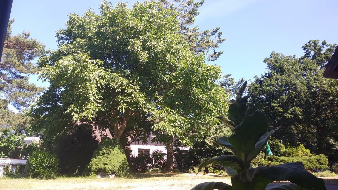Ferienhaeuschen Villa Born Dış mekan fotoğraf