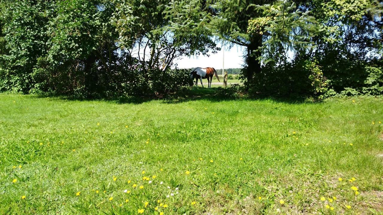 Ferienhaeuschen Villa Born Dış mekan fotoğraf